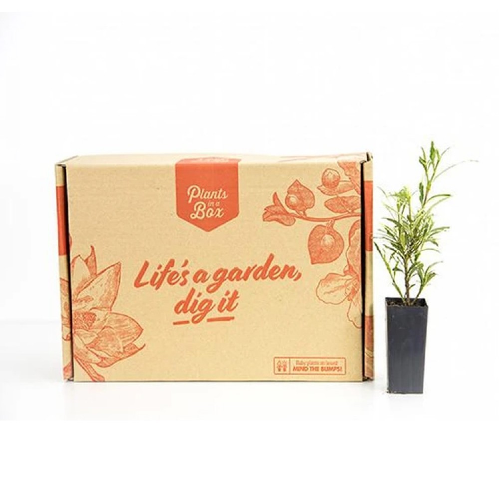 Custom corrugated potted live plant shipping packaging boxes
