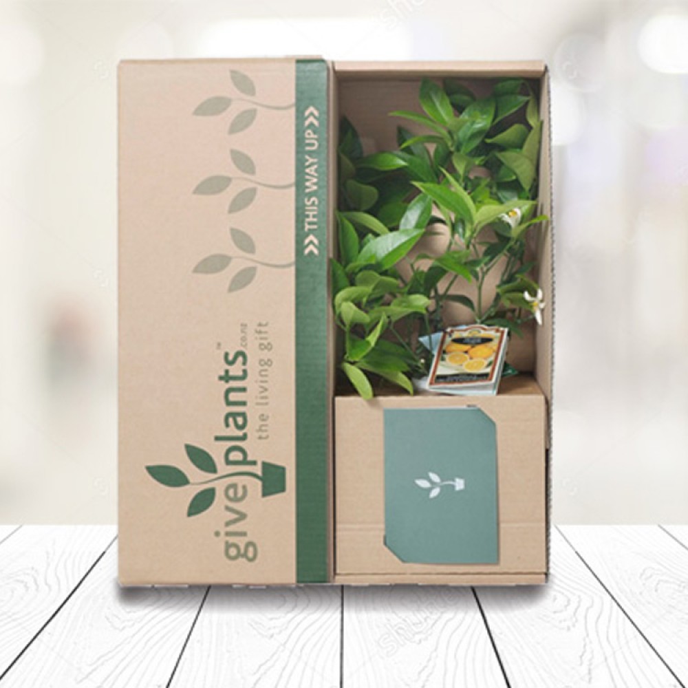 Custom corrugated potted live plant shipping packaging boxes