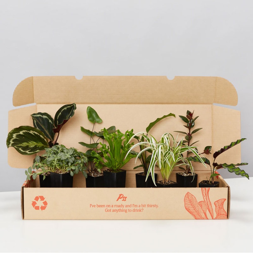 Транспортная коробка для упаковочной коробки для растений